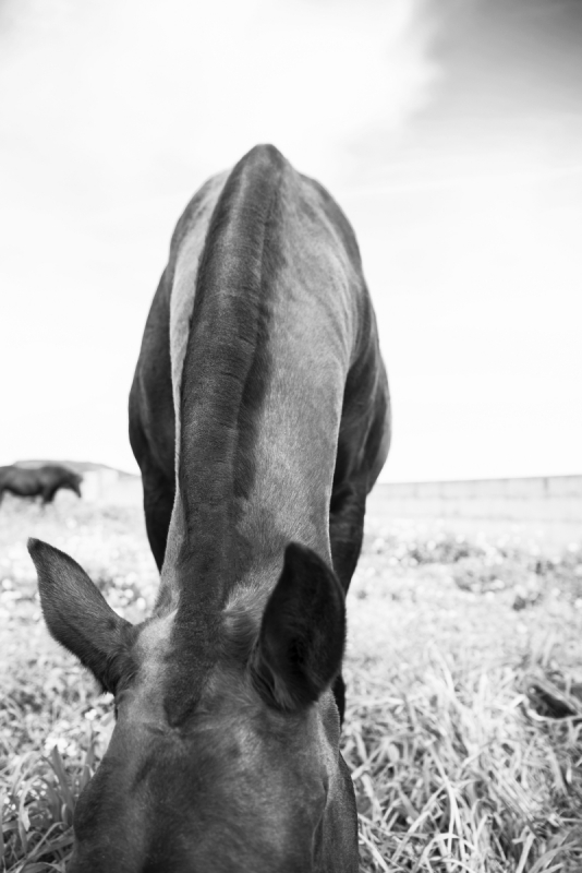 Menorquin Horse: #006