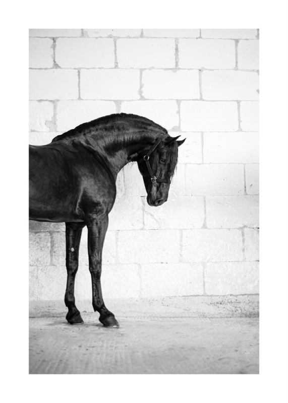 Menorquin Horse: #008