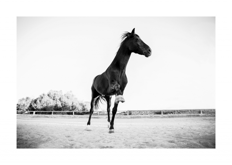 Menorquin Horse: #015