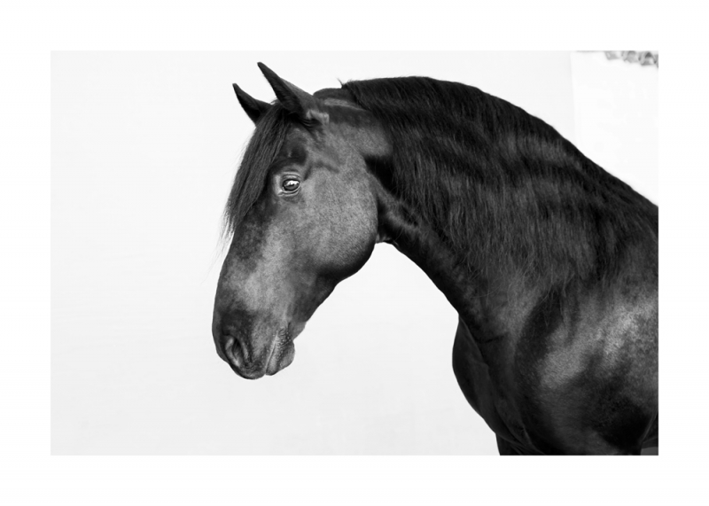 Menorquin Horse: #002