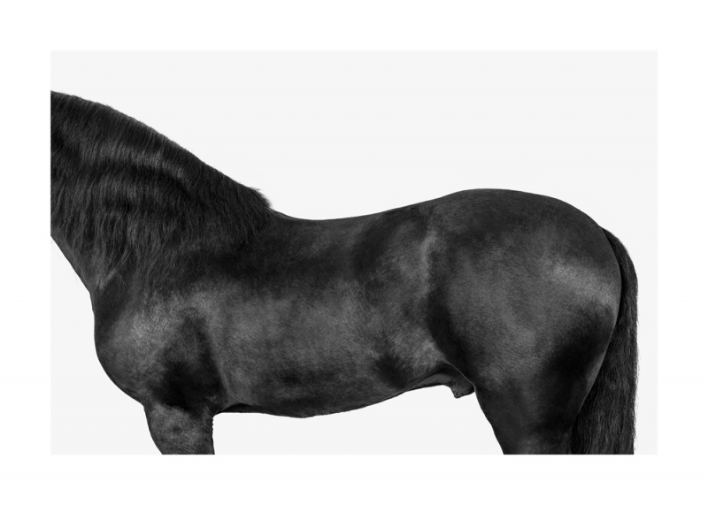 Menorquin Horse: #003
