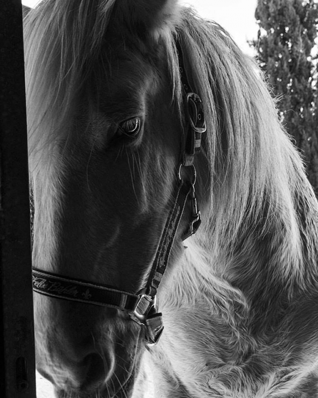 paloma_closeup_horse_antoniamartinezaguilera